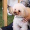 愛犬が喜ぶマッサージって？ケース別ケアから犬種別ケアまでご紹介！