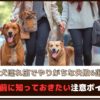 【犬連れ旅でやりがちな失敗6選】出発前に知っておきたい注意ポイント
