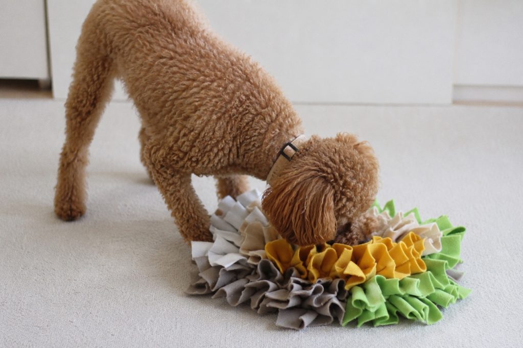 犬に知育トイは必要？必要性から機能・コスパ性最高のニトリ知育トイグッズ3選をご紹介！