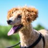 犬にもある暑熱順化って？暑い夏に負けない体作りの方法と注意点をご紹介！