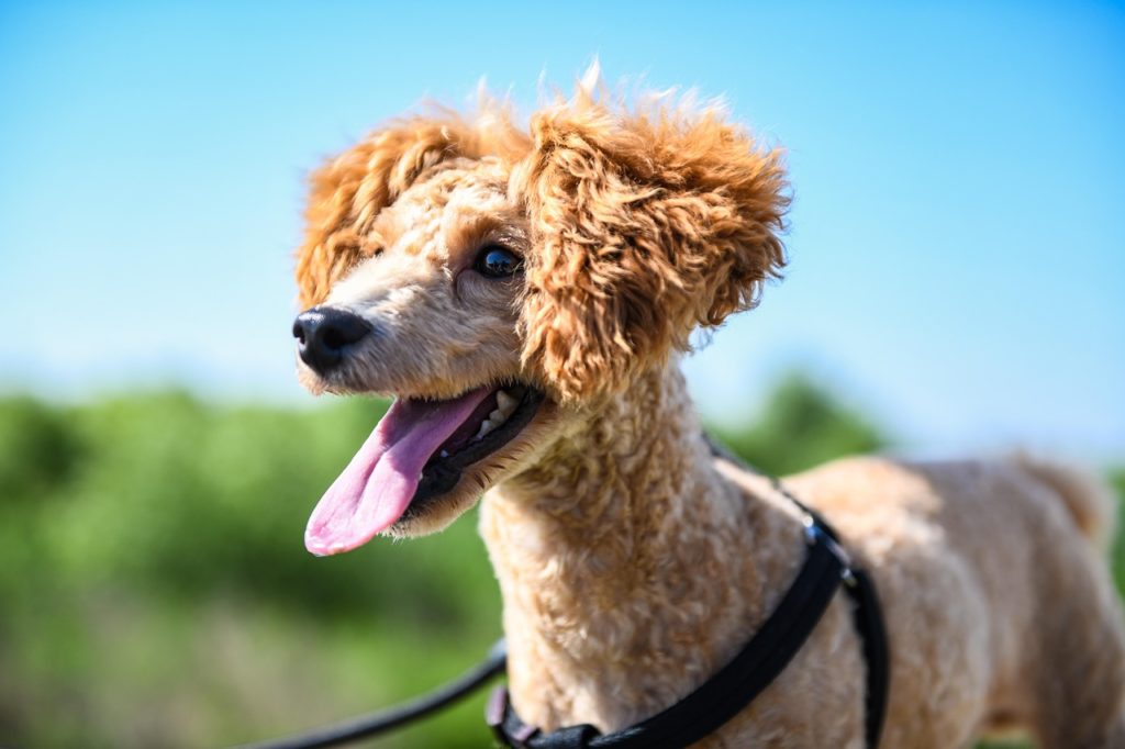 犬にもある暑熱順化って？暑い夏に負けない体作りの方法と注意点をご紹介！