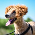 犬にもある暑熱順化って？暑い夏に負けない体作りの方法と注意点をご紹介！