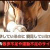「散歩しているのに満足していない？」愛犬の散歩不足や運動不足のサイン7つ
