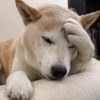 犬にも頭痛はある？それはどんな時？犬が頭痛を感じている時の行動や病気の可能性