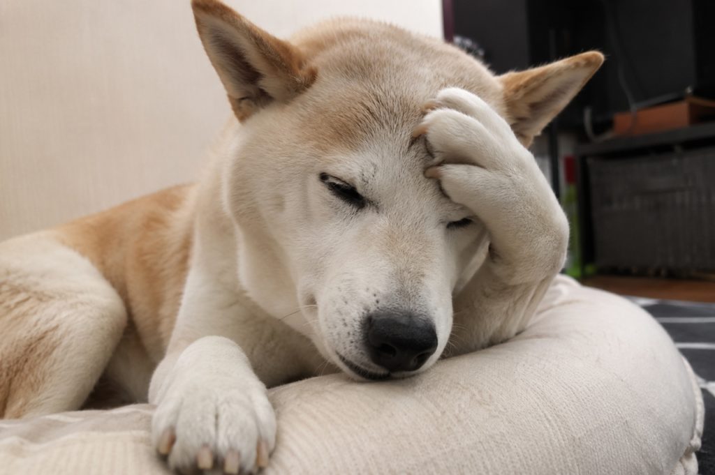 犬にも頭痛はある？それはどんな時？犬が頭痛を感じている時の行動や病気の可能性