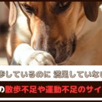 「散歩しているのに満足していない？」愛犬の散歩不足や運動不足のサイン7つ