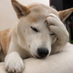 犬にも頭痛はある？それはどんな時？犬が頭痛を感じている時の行動や病気の可能性