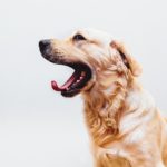 頻繁に見せる犬の生理現象には要注意？実は病気が隠れているかも？判断基準や対策方法をご紹介