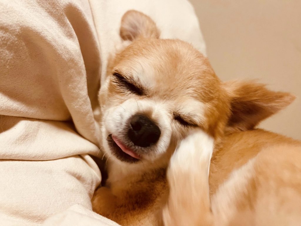 犬のアレルギー検査は受けるべき？検査方法や受けるべき目安、注意点などをご紹介！