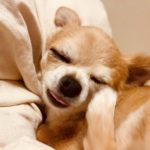 犬のアレルギー検査は受けるべき？検査方法や受けるべき目安、注意点などをご紹介！