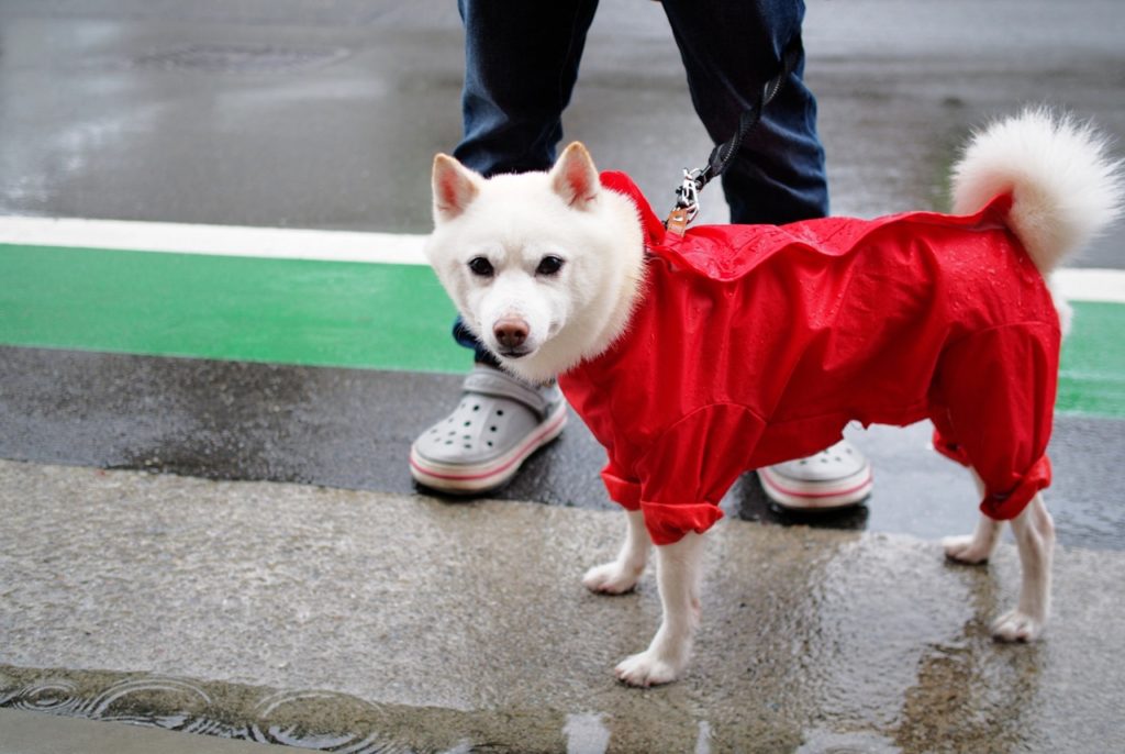 梅雨は愛犬の肉球ケアにもご注意を！見落としがちな肉球の危険性や適切なケア・対策とは？