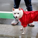 梅雨は愛犬の肉球ケアにもご注意を！見落としがちな肉球の危険性や適切なケア・対策とは？