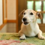 犬の認知症は６歳が分岐点？最新研究で判明した認知機能維持の方法をご紹介！