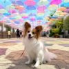 梅雨でも愛犬と楽しめる！映え確必至のアンブレラスカイスポット5選！＜全国編＞
