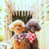 綺麗な音色と景色を楽しめる♪愛犬同伴OKの風鈴祭り5選！＜関東・甲信越編＞