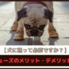 【犬に靴って必要ですか？】犬用シューズのメリット・デメリットを解説