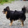 犬にも「くせ毛」はある？原因や病気の関係性、くせ毛ワンコが注意したい梅雨のうねり対策！
