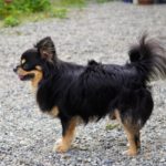 犬にも「くせ毛」はある？原因や病気の関係性、くせ毛ワンコが注意したい梅雨のうねり対策！