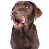 犬に『別腹』は存在しない？肥満予防のために覚えておきたい犬の食欲とおやつの与え方と注意点