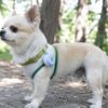 犬の虫除けグッズって本当に効果ある？成分から愛犬への危険性の有無、効果について解説！