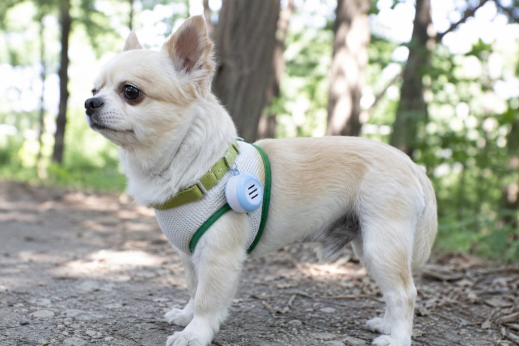 犬の虫除けグッズって本当に効果ある？成分から愛犬への危険性の有無、効果について解説！