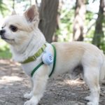 犬の虫除けグッズって本当に効果ある？成分から愛犬への危険性の有無、効果について解説！