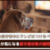 「犬の留守番中にテレビはつけるべき？」飼い主が気になる留守番対策の疑問を解説