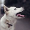 犬のプレシニア期について知ろう！シニア期との違いから老化サイン、ケアについて解説！