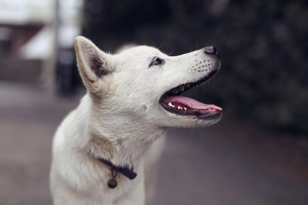犬のプレシニア期について知ろう！シニア期との違いから老化サイン、ケアについて解説！