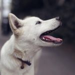 犬のプレシニア期について知ろう！シニア期との違いから老化サイン、ケアについて解説！