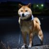 夏の犬の夜散歩は見えない危険に要注意！夜に陥る油断ポイントから必須アイテムまでご紹介！