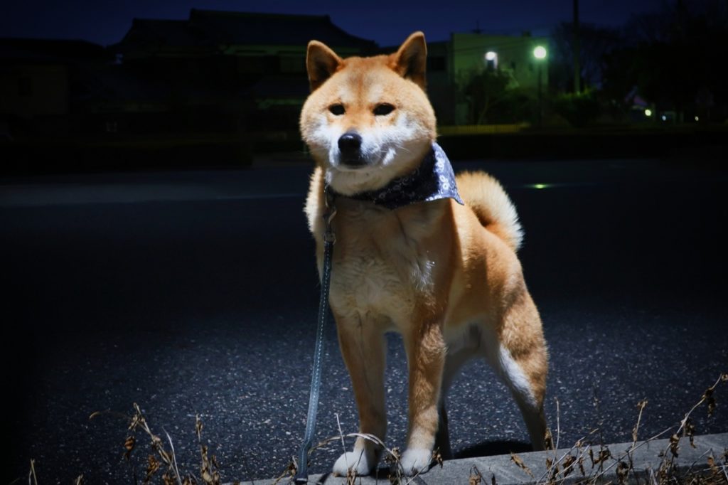 夏の犬の夜散歩は見えない危険に要注意！夜に陥る油断ポイントから必須アイテムまでご紹介！