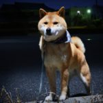 夏の犬の夜散歩は見えない危険に要注意！夜に陥る油断ポイントから必須アイテムまでご紹介！