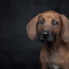 反省したように見えて反省してない？犬の反省の捉え方や主な行動、それを踏まえた改善法を解説！