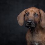 反省したように見えて反省してない？犬の反省の捉え方や主な行動、それを踏まえた改善法を解説！