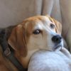 犬の人年齢＝1年で７歳はもう古い？米で示された最新研究と計算法、愛犬との向き合い方を解説！