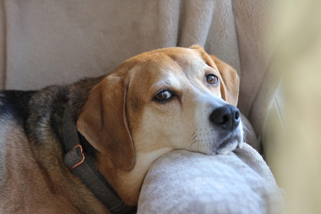 犬の人年齢＝1年で７歳はもう古い？米で示された最新研究と計算法、愛犬との向き合い方を解説！