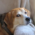 犬の人年齢＝1年で７歳はもう古い？米で示された最新研究と計算法、愛犬との向き合い方を解説！