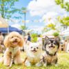 【2026年9月】関東近郊の犬イベント16選！愛犬と楽しむドッグフェスタ＆ナイトマーケット