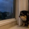 犬が雷を怖がる理由は音だけじゃない？犬が雷を嫌う理由とNG対応、正しい接し方を解説！