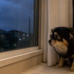 犬が雷を怖がる理由は音だけじゃない？犬が雷を嫌う理由とNG対応、正しい接し方を解説！