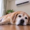 犬も夏は太るって本当？シニア犬は特に気を付けたい『夏太り』の原因や対策、注意点について