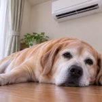 犬も夏は太るって本当？シニア犬は特に気を付けたい『夏太り』の原因や対策、注意点について