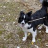 「犬は3歳を過ぎたら落ち着く」は本当？その由来や実情、実体験エピソードをご紹介！