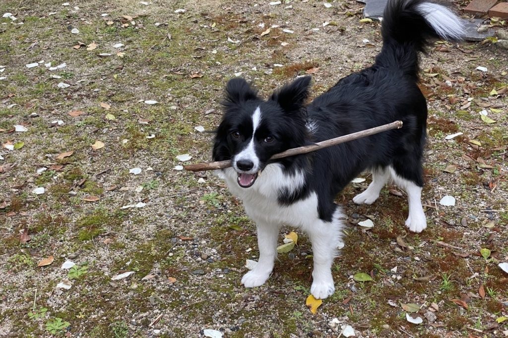 「犬は3歳を過ぎたら落ち着く」は本当？その由来や実情、実体験エピソードをご紹介！