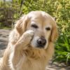 花粉症の犬の予防はいつからが最適？花粉時期に愛犬の生活を快適に守るために出来ること