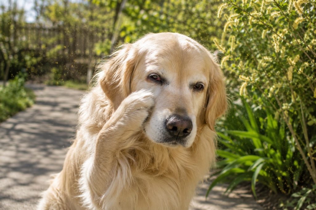 花粉症の犬の予防はいつからが最適？花粉時期に愛犬の生活を快適に守るために出来ること