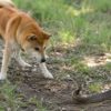 愛犬がヘビに咬まれたらどうすれば良い？都内でも油断禁物！犬のヘビ咬傷の症状と対処法