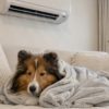 犬の夏対策のやり過ぎにはご用心！犬の『夏冷え』原因や対処法、健康維持に大事な３つとは？