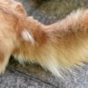 秋なのに犬の換毛期が来ない⁉換毛サイクルからズレが生じる原因、病気の可能性、予防法を解説！